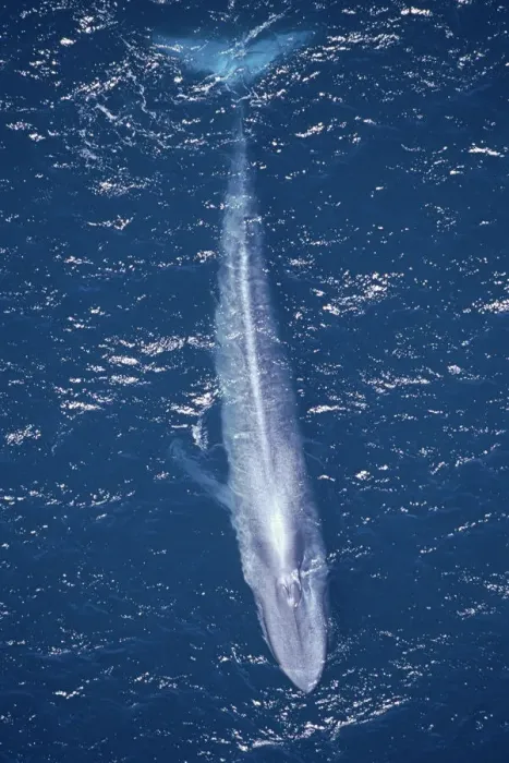 Framed Print : Aerial shot of Blue whale swimming at surface {Balaenoptera musculus}, Pacific Mexico Framed Print : Aerial shot of Blue whale swimming at surface {Balaenoptera musculus}, Pacific Mexico