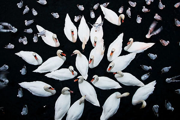 Aerial shot of a group of Mute swans (Cygnus olor) and gulls wintering together, Zurich, Switzerland. Vogelwarte Photo Competition 2022 - General Finalist