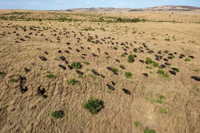 Framed Print : Aerial view of African buffalo (Syncerus caffer) herd on the plains, Masai-Mara game reserve, Kenya Framed Print : Aerial view of African buffalo (Syncerus caffer) herd on the plains, Masai-Mara game reserve, Kenya