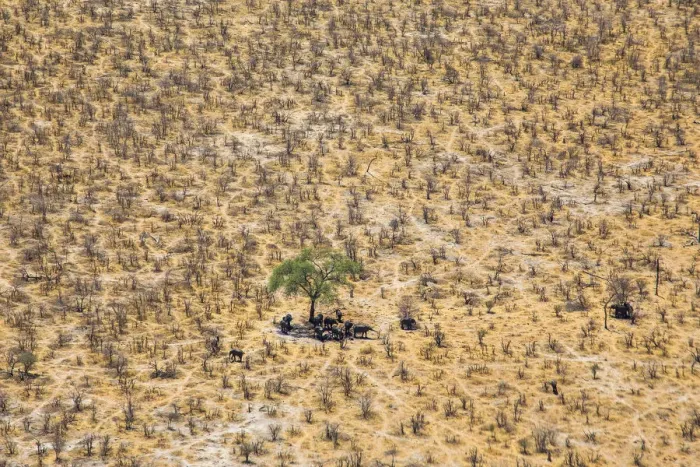 Framed Print : Aerial view of African elephants (Loxodonta africana) looking for the shade under Framed Print : Aerial view of African elephants (Loxodonta africana) looking for the shade under