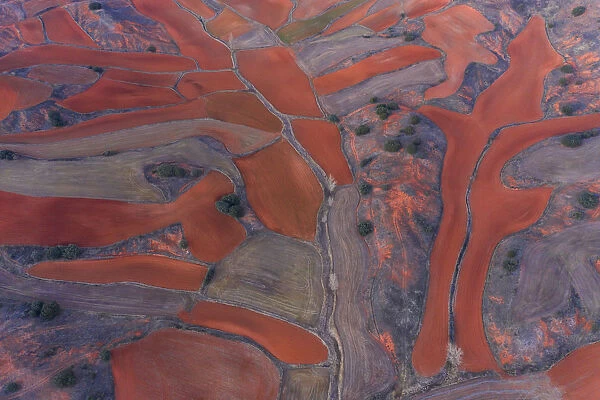 Aerial view of agricultural landscape, Montana Palentina, Castille and Leon, Spain
