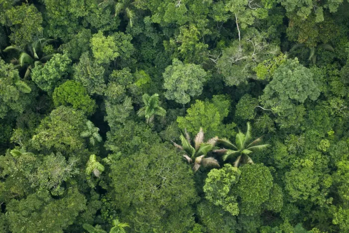 Framed Print : Aerial view of Amazonian canopy, Yasuni National Park, Orellana, Ecuador, March 2012 Framed Print : Aerial view of Amazonian canopy, Yasuni National Park, Orellana, Ecuador, March 2012