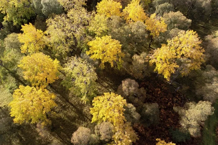 Framed Print : Aerial view of Aspen stand (Populus tremula) in autumn, Cairngorms National Park, Scotland, UK. October Framed Print : Aerial view of Aspen stand (Populus tremula) in autumn, Cairngorms National Park, Scotland, UK. October