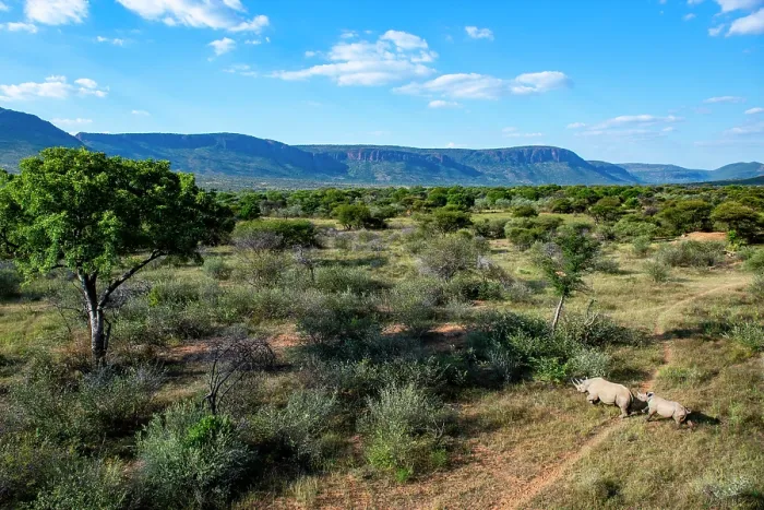 Framed Print : Aerial view of Black rhinoceros (Diceros bicornis) female and calf walking through bushland with mountains in background, Marataba, Marakele National Park, Limpopo Province