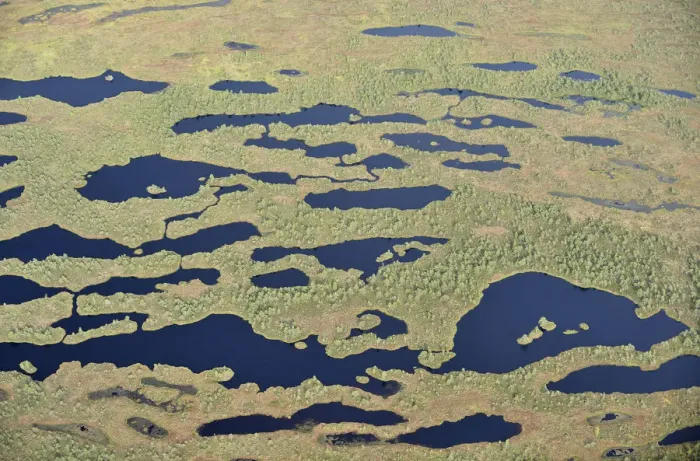 Framed Print : Aerial view of bog, Kemeri National Park, Latvia, June 2009 Framed Print : Aerial view of bog, Kemeri National Park, Latvia, June 2009