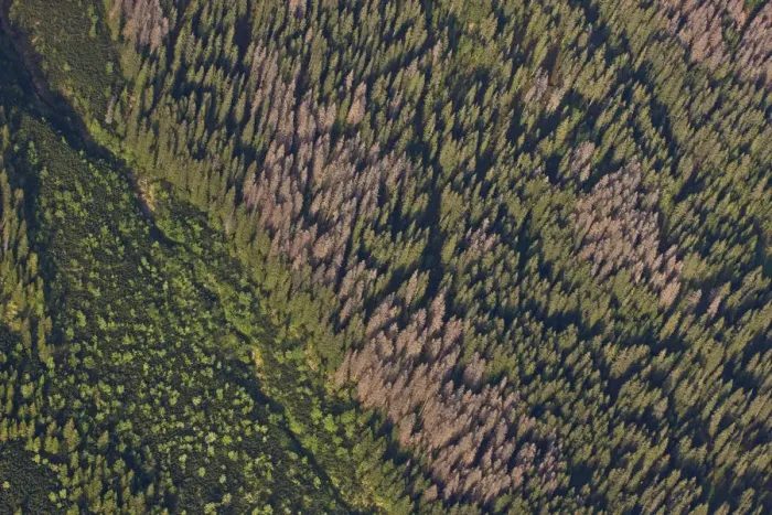 Framed Print : Aerial view of border between spruce forest and Dwarf mountain pine (Pinus mugo) Framed Print : Aerial view of border between spruce forest and Dwarf mountain pine (Pinus mugo)