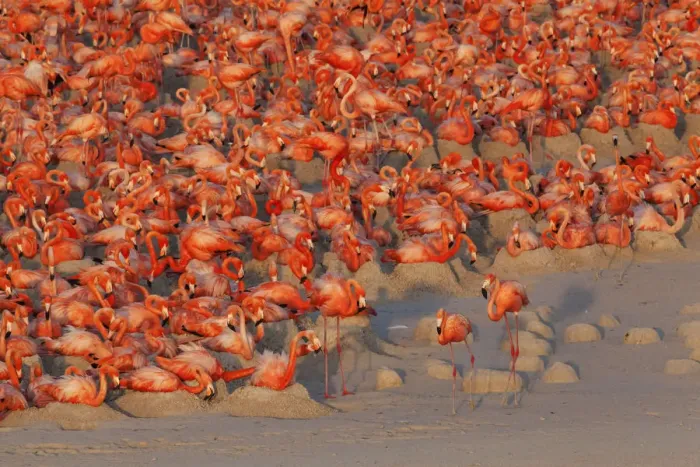 Framed Print : Aerial view of Caribbean Flamingo (Phoenicopterus ruber) breeding colony, Ria Lagartos Framed Print : Aerial view of Caribbean Flamingo (Phoenicopterus ruber) breeding colony, Ria Lagartos