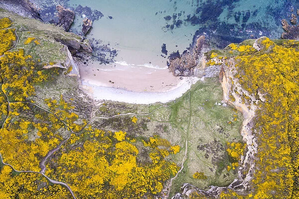 Aerial view of Clashach cove surrounded by flowering Gorse (Ulex europaeus), Hopeman, Moray Firth, Scotland, UK. May, 2017