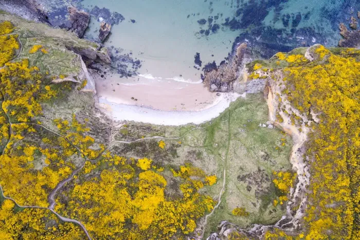 Framed Print : Aerial view of Clashach cove surrounded by flowering Gorse (Ulex europaeus), Hopeman, Moray Firth, Scotland, UK. May, 2017 Framed Print : Aerial view of Clashach cove surrounded by flowering Gorse (Ulex europaeus), Hopeman, Moray Firth, Scotland, UK. May, 2017