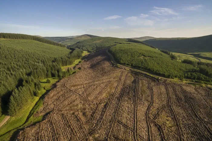 Framed Print : Aerial view of commercial forestry plantations and cleared land, Scottish Borders, Scotland, UK. June, 2018 Framed Print : Aerial view of commercial forestry plantations and cleared land, Scottish Borders, Scotland, UK. June, 2018