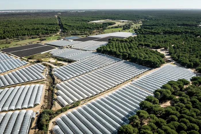 Framed Print : Aerial view of commercial strawberry farm stealing water from Donana wetlands. Andalusia, Spain. November, 2023 Framed Print : Aerial view of commercial strawberry farm stealing water from Donana wetlands. Andalusia, Spain. November, 2023