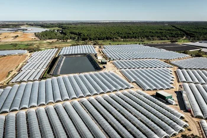 Framed Print : Aerial view of commercial strawberry farms stealing water from Donana wetlands. Andalusia, Spain. November, 2023 Framed Print : Aerial view of commercial strawberry farms stealing water from Donana wetlands. Andalusia, Spain. November, 2023