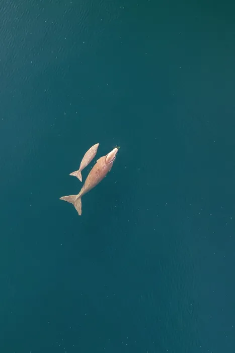 Framed Print : Aerial view of Dugong (Dugong dugon) cow with calf swimming at the water surface, Kei Islands, Moluccas, Indonesia, Pacific Ocean