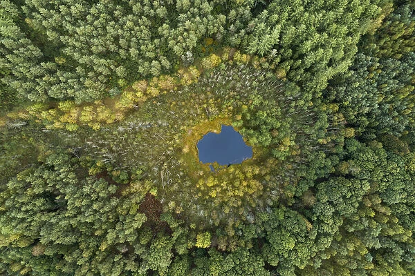 Aerial view of dystrophic forest lake surrounded by peatbog