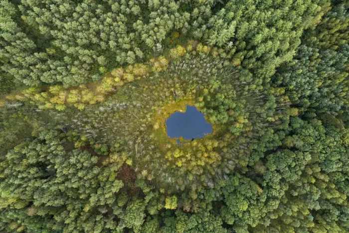 Framed Print : Aerial view of dystrophic forest lake surrounded by peatbog Framed Print : Aerial view of dystrophic forest lake surrounded by peatbog