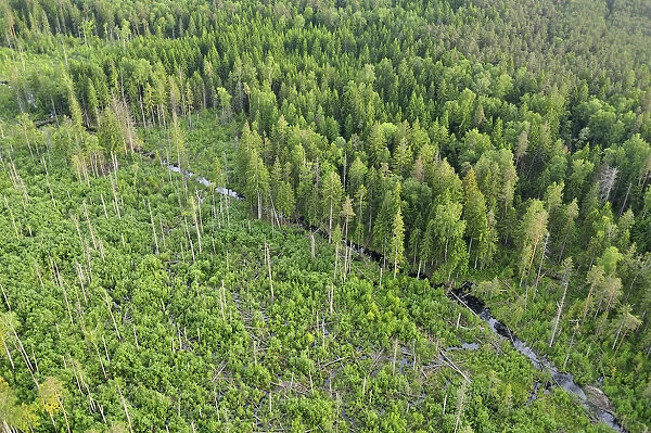 Aerial view of Eurasian beaver (Castor fiber) destruction in a forest, Kemeri National Park