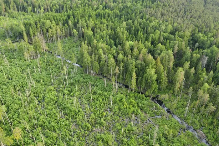 Framed Print : Aerial view of Eurasian beaver (Castor fiber) destruction in a forest, Kemeri National Park Framed Print : Aerial view of Eurasian beaver (Castor fiber) destruction in a forest, Kemeri National Park