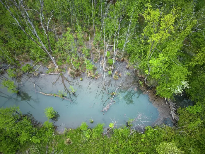 Framed Print : Aerial view of a European beaver (Castor fiber) dam and a flooded area in forest, Isere, Alps, France. April Framed Print : Aerial view of a European beaver (Castor fiber) dam and a flooded area in forest, Isere, Alps, France. April