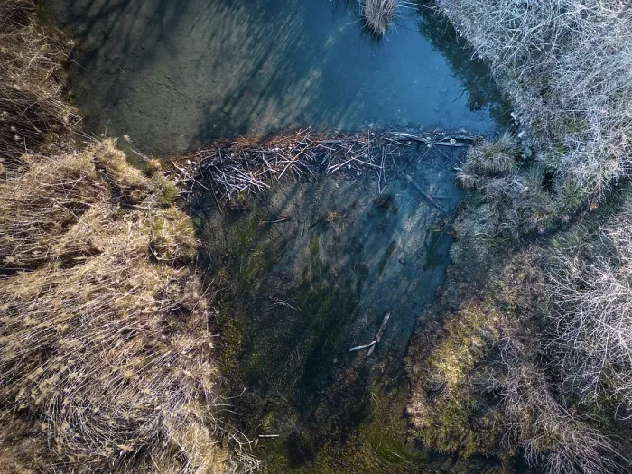 Framed Print : Aerial view of a European beaver (Castor fiber) dam on river, River Ain, Alps, France. February Framed Print : Aerial view of a European beaver (Castor fiber) dam on river, River Ain, Alps, France. February