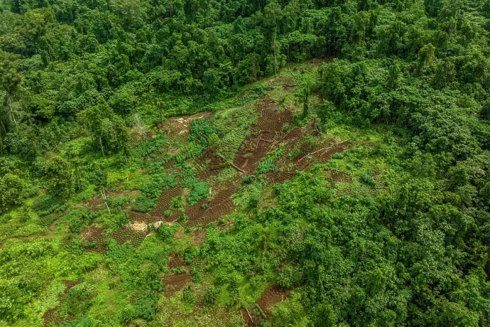 Framed Print : Aerial view of a farm with a small timber processing area near the Koarare Community, Kolombangara Island, Western Province, Solomon Islands. July, 2023 Framed Print : Aerial view of a farm with a small timber processing area near the Koarare Community, Kolombangara Island, Western Province, Solomon Islands. July, 2023