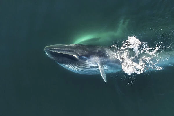 Aerial view of Fin whale (Balaenoptera physalus) lunge-feeding, with throat pouch distended