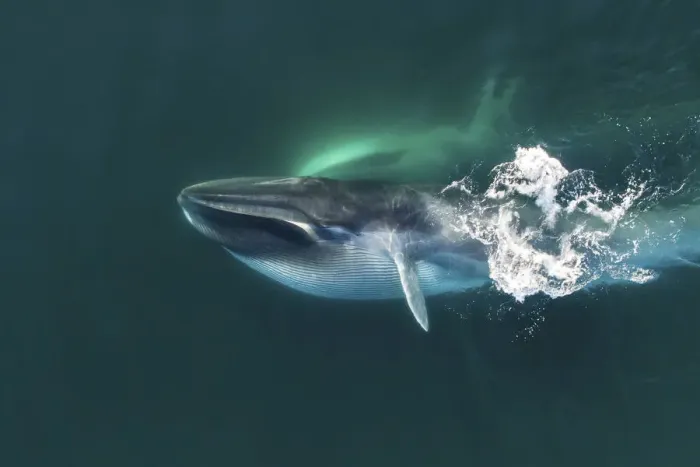 Framed Print : Aerial view of Fin whale (Balaenoptera physalus) lunge-feeding, with throat pouch distended Framed Print : Aerial view of Fin whale (Balaenoptera physalus) lunge-feeding, with throat pouch distended