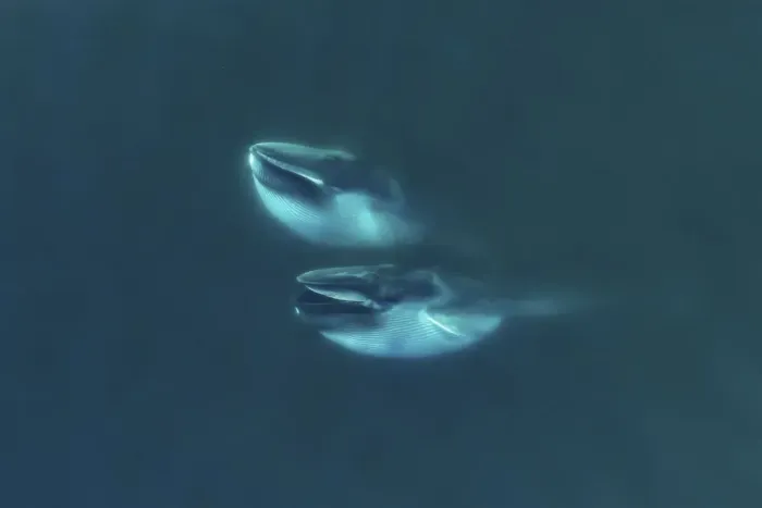Framed Print : Aerial view Fin whales (Balaenoptera physalus) lunge-feeding in the southern Sea of Cortez Framed Print : Aerial view Fin whales (Balaenoptera physalus) lunge-feeding in the southern Sea of Cortez