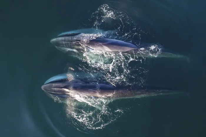 Framed Print : Aerial view Fin whales (Balaenoptera physalus) lunge-feeding in the southern Sea of Cortez Framed Print : Aerial view Fin whales (Balaenoptera physalus) lunge-feeding in the southern Sea of Cortez