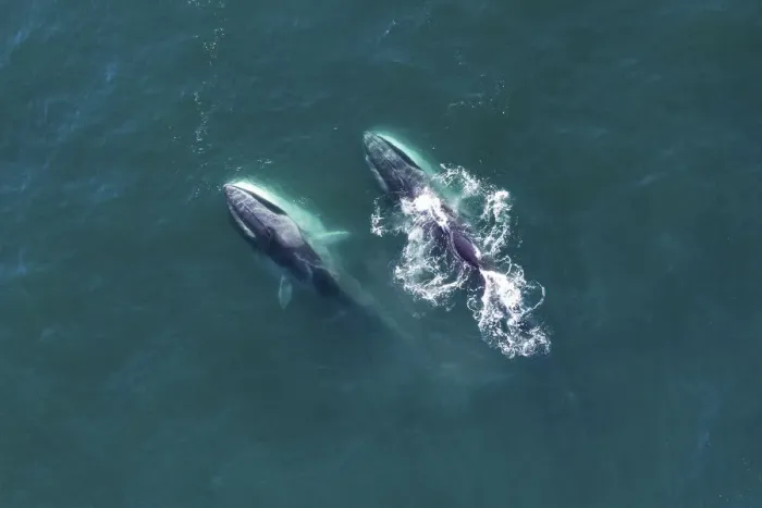Framed Print : Aerial view Fin whales (Balaenoptera physalus) lunge-feeding in the southern Sea of Cortez Framed Print : Aerial view Fin whales (Balaenoptera physalus) lunge-feeding in the southern Sea of Cortez