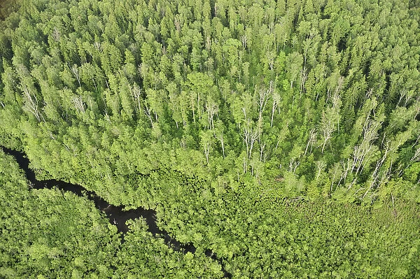 Aerial view of forest with a stream flowing through it, Kemeri National Park, Latvia