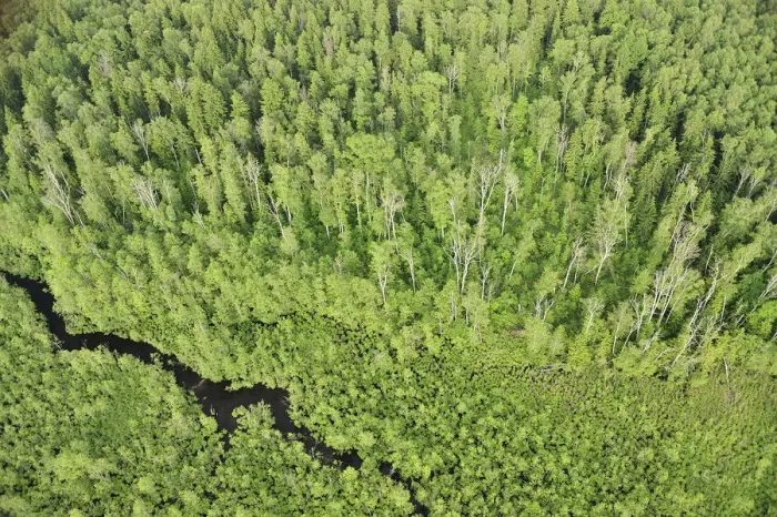 Framed Print : Aerial view of forest with a stream flowing through it, Kemeri National Park, Latvia Framed Print : Aerial view of forest with a stream flowing through it, Kemeri National Park, Latvia