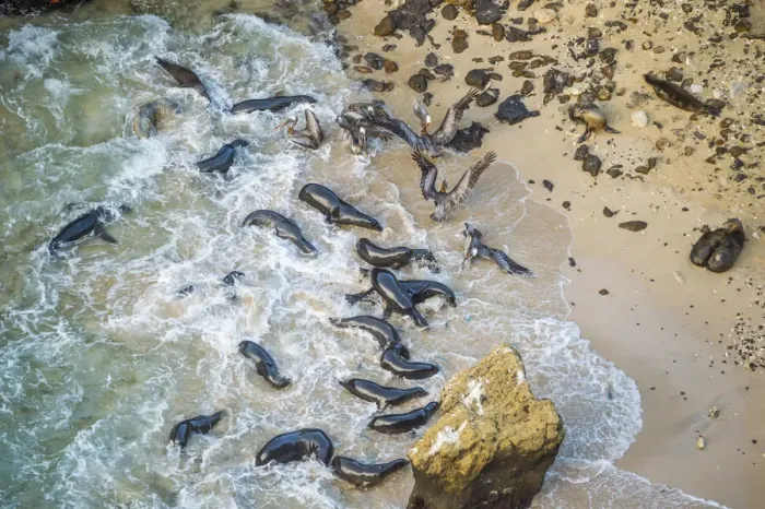 Framed Print : Aerial view of Galapagos sea lion (Zalophus wollebaeki Framed Print : Aerial view of Galapagos sea lion (Zalophus wollebaeki