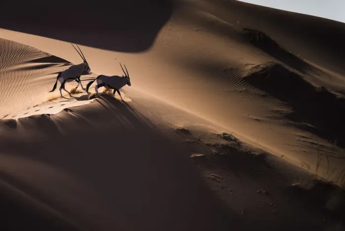 Framed Print : Aerial view of two Gemsbok (Oryx gazella) in sand dunes, Namib Desert, Namibia Framed Print : Aerial view of two Gemsbok (Oryx gazella) in sand dunes, Namib Desert, Namibia