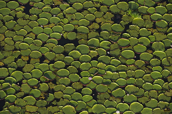 Aerial view of Giant water lily (Victoria amazonica) leaves in river, i Rurununi savanna