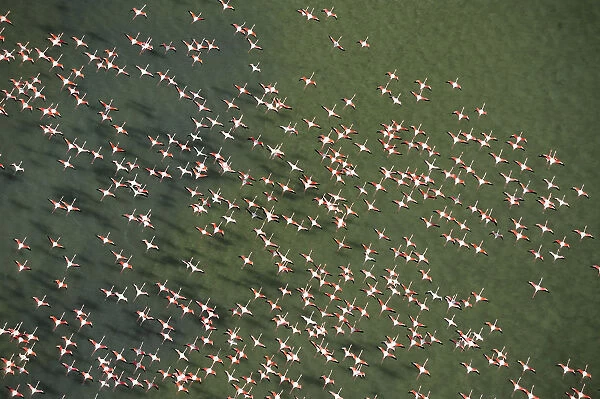 Aerial view of Greater flamingo (Phoenicopterus ruber) flock in flight, Bahia de Cadiz Natural Park