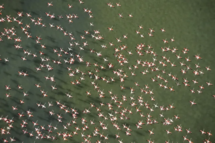 Framed Print : Aerial view of Greater flamingo (Phoenicopterus ruber) flock in flight, Bahia de Cadiz Natural Park Framed Print : Aerial view of Greater flamingo (Phoenicopterus ruber) flock in flight, Bahia de Cadiz Natural Park