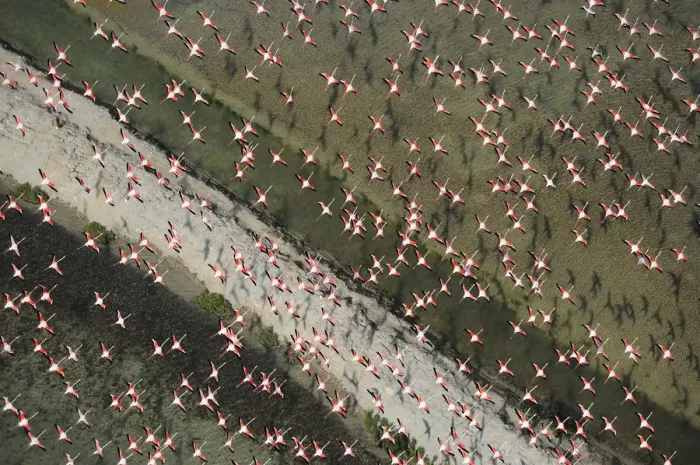 Framed Print : Aerial view of Greater flamingo (Phoenicopterus ruber) flock in flight, Baha de Cdiz Natural Park Framed Print : Aerial view of Greater flamingo (Phoenicopterus ruber) flock in flight, Baha de Cdiz Natural Park