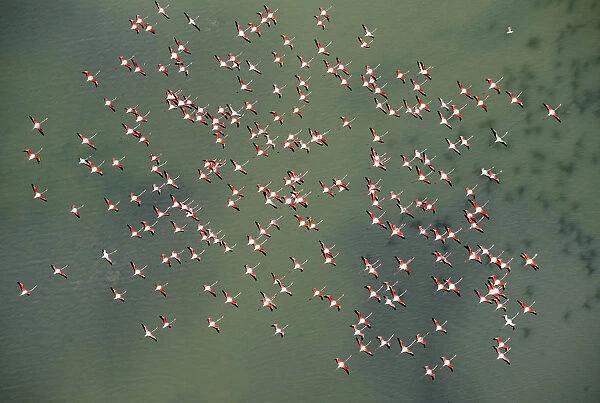Aerial view of Greater flamingos (Phoenicopterus ruber) in flight over Baha de Cdiz Natural Park