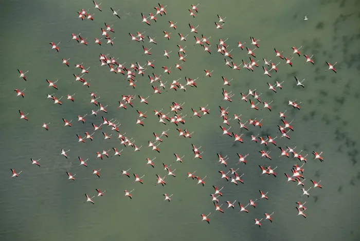 Framed Print : Aerial view of Greater flamingos (Phoenicopterus ruber) in flight over Baha de Cdiz Natural Park Framed Print : Aerial view of Greater flamingos (Phoenicopterus ruber) in flight over Baha de Cdiz Natural Park