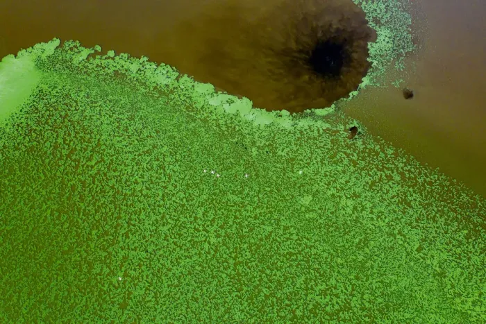 Framed Print : Aerial view of green algae and Lesser flamingos (Phoeniconaias minor