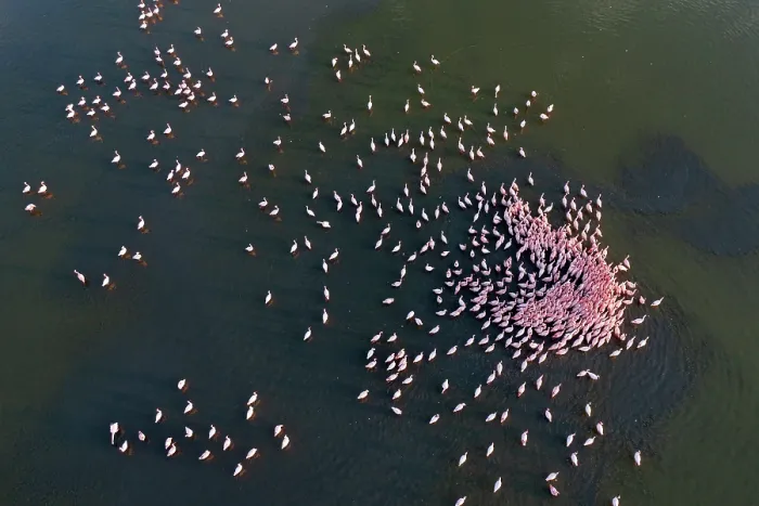 Framed Print : Aerial view of group of Lesser flamingo (Phoeniconaias minor) males in courstship display at dawn, Lake Magadi, Kenya