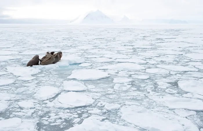 Framed Print : Aerial view of group of Walruses (Odobenus rosmarus) resting on sea ice, Svalbard, Norway. April Framed Print : Aerial view of group of Walruses (Odobenus rosmarus) resting on sea ice, Svalbard, Norway. April