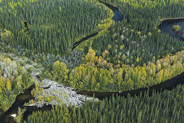 Aerial view of headwaters of the Lena River, Siberia, Russia. August 2018