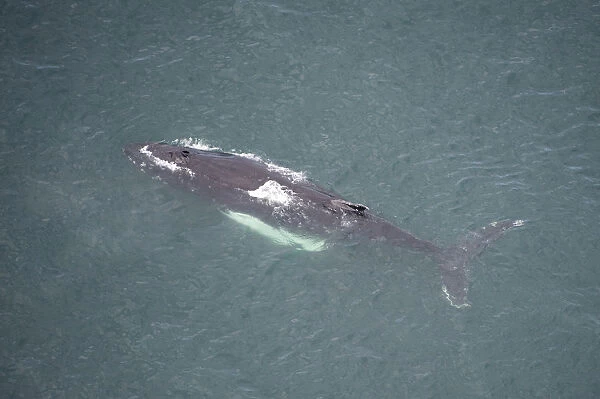 Aerial view of Humpback whale (Megaptera novaeangliae) at surface, Skjalfandi Bay