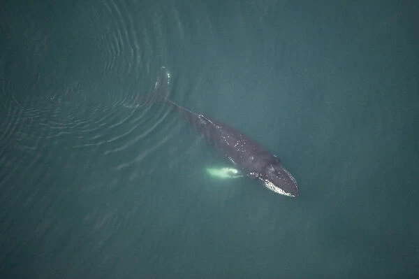 Aerial view of Humpback whale (Megaptera novaeangliae) swimming just below the surface