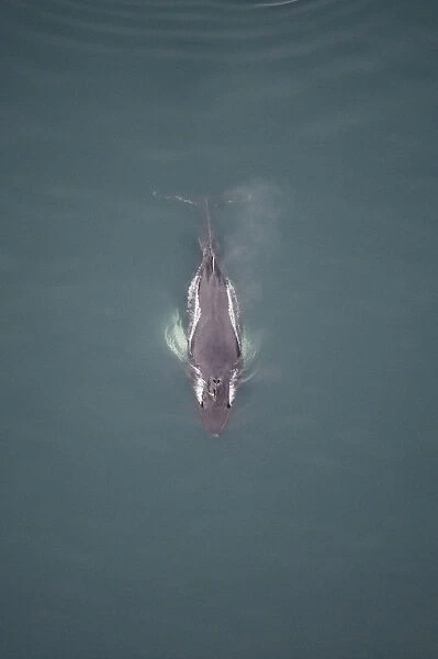 Aerial view of Humpback whale (Megaptera novaeangliae) surfacing, Skjalfandi Bay