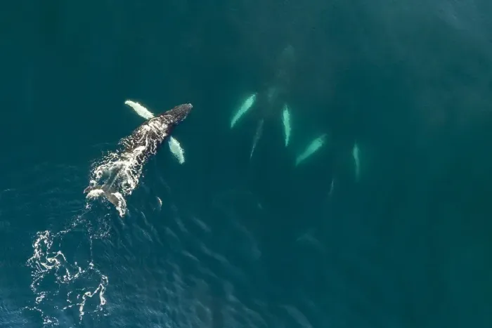 Framed Print : Aerial view of Humpback whales (Megaptera novaeangliae) Bay of Fundy, Canada. November