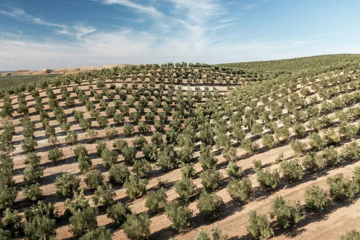 Framed Print : Aerial view of intensive olive tree plantations, Jaen district, southern Spain. October, 2022 Framed Print : Aerial view of intensive olive tree plantations, Jaen district, southern Spain. October, 2022