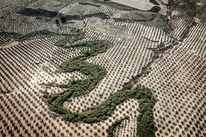 Framed Print : Aerial view of Jandulilla stream holding the last natural vegetation among intensive olive tree plantations, Jaen district, southern Spain, October, 2023 Framed Print : Aerial view of Jandulilla stream holding the last natural vegetation among intensive olive tree plantations, Jaen district, southern Spain, October, 2023