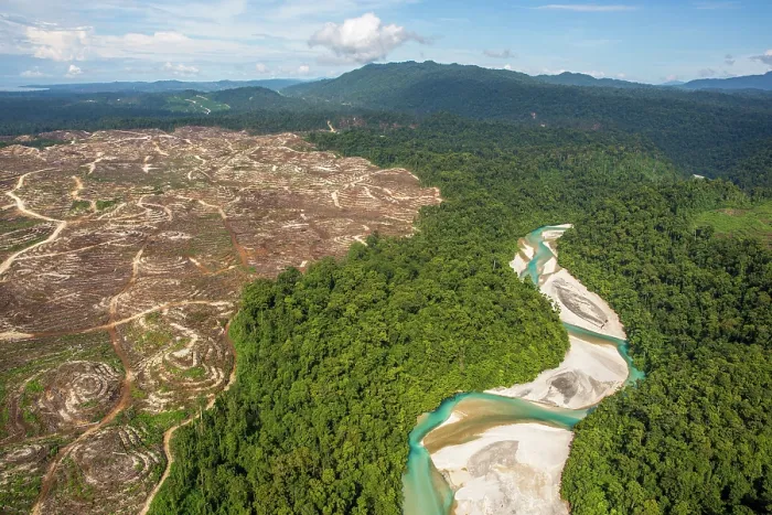 Framed Print : Aerial view of juxaposition of pristine rainforest and river with recently cleared land for oil palm plantation, New Britain. Papua New Guinea. September, 2016 Framed Print : Aerial view of juxaposition of pristine rainforest and river with recently cleared land for oil palm plantation, New Britain. Papua New Guinea. September, 2016